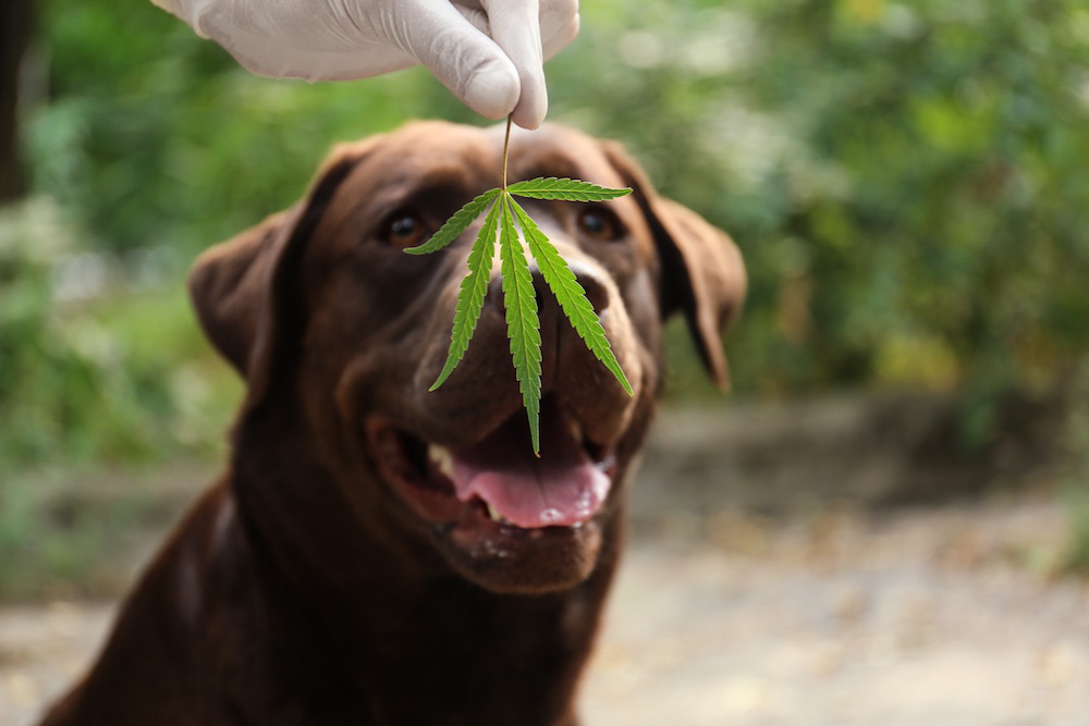 How CBD Can Help Ease Muscle Pain in your Pet