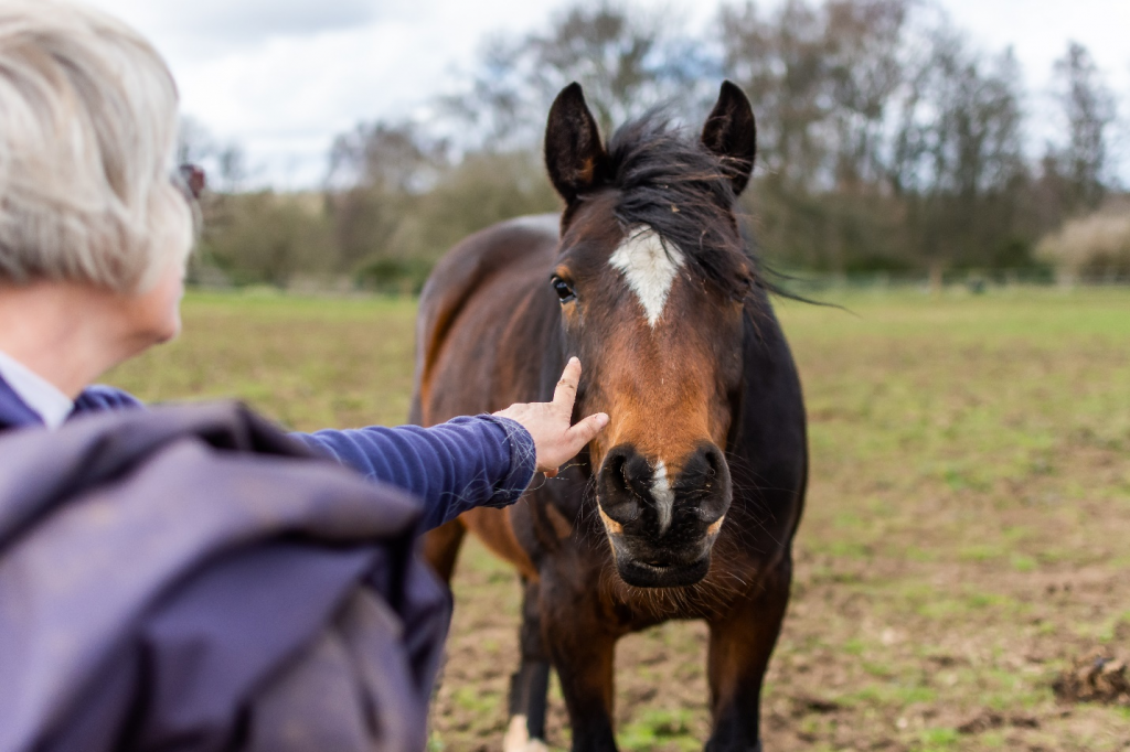 Understanding Your Horse’s Body Language